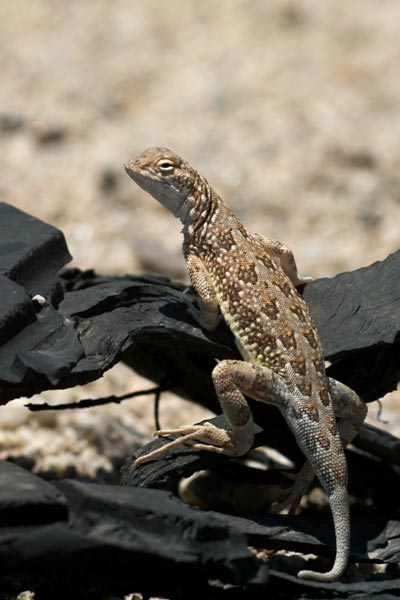 Sonoran Earless Lizard (Holbrookia elegans thermophila)