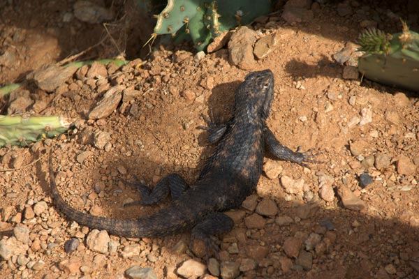 Desert Spiny Lizard (Sceloporus magister)