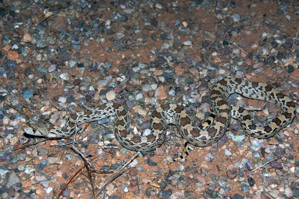 Sonoran Gopher Snake (Pituophis catenifer affinis)