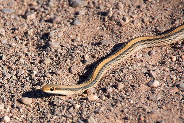 Big Bend Patch-nosed Snake (Salvadora deserticola)