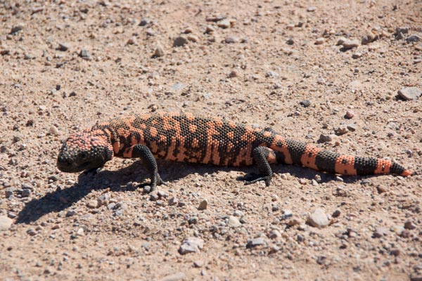 Reticulate Gila Monster (Heloderma suspectum suspectum)