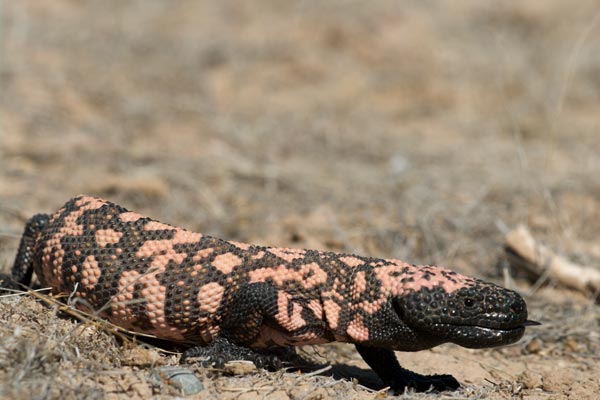 Reticulate Gila Monster (Heloderma suspectum suspectum)