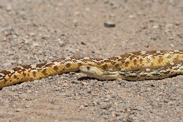 Sonoran Gopher Snake