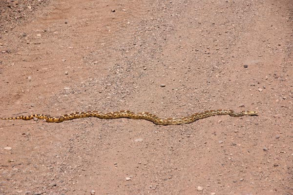 Sonoran Gopher Snake (Pituophis catenifer affinis)