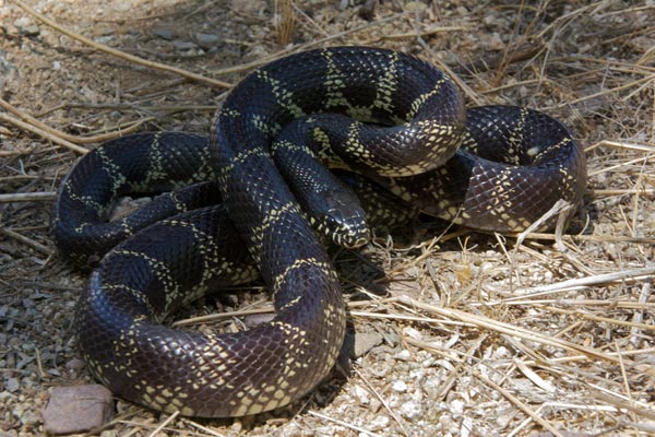 Desert Kingsnake (Lampropeltis splendida)