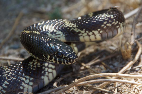 Desert Kingsnake (Lampropeltis splendida)