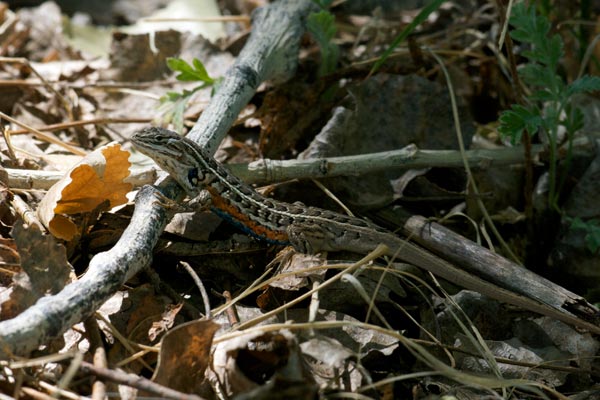 Slevin’s Bunch Grass Lizard (Sceloporus slevini)