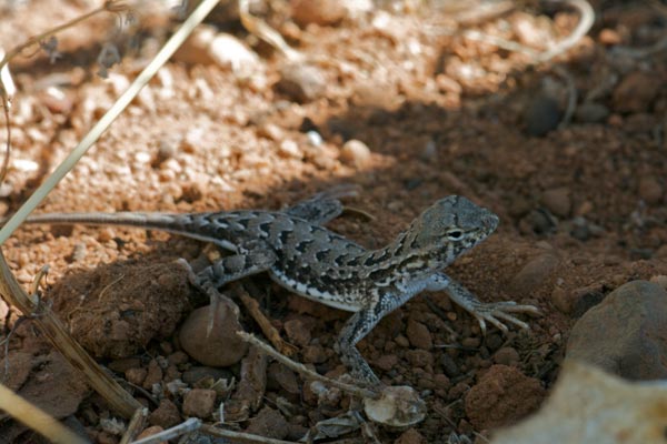 Sonoran Earless Lizard (Holbrookia elegans thermophila)