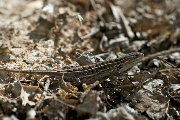 Slevin’s Bunch Grass Lizard (Sceloporus slevini)
