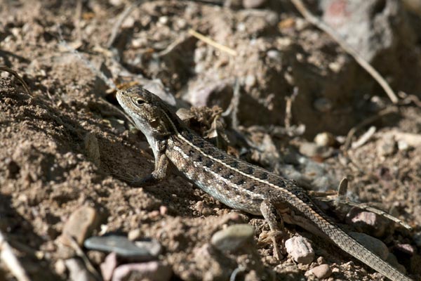 Slevin’s Bunch Grass Lizard (Sceloporus slevini)