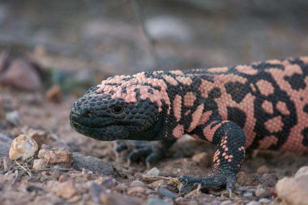 Reticulate Gila Monster (Heloderma suspectum suspectum)