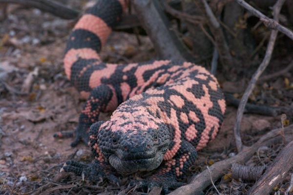 Reticulate Gila Monster (Heloderma suspectum suspectum)