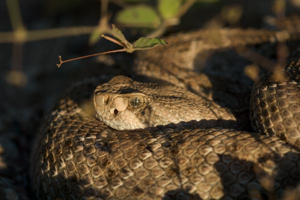 Western Diamond-backed Rattlesnake (Crotalus atrox)