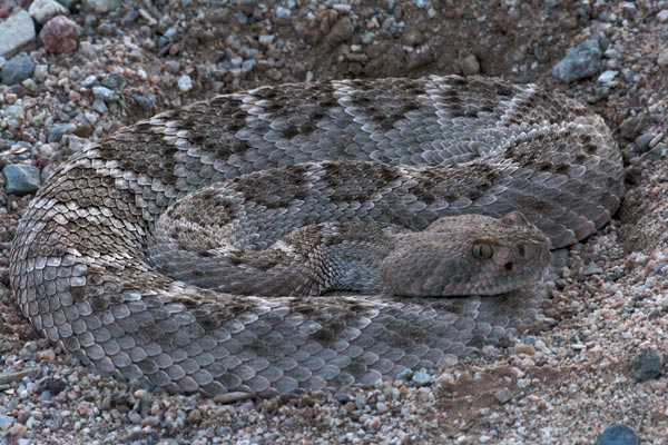 Western Diamond-backed Rattlesnake (Crotalus atrox)