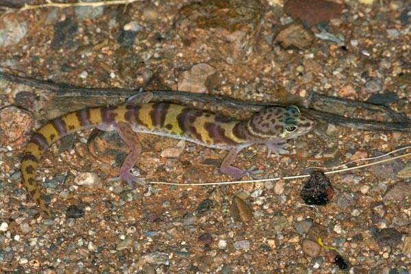 Desert Banded Gecko (Coleonyx variegatus variegatus)