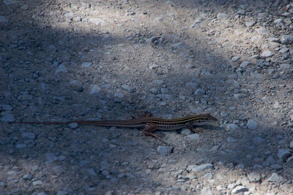 Chihuahuan Spotted Whiptail (Aspidoscelis exsanguis)