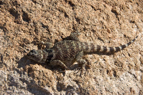 New Mexico Crevice Spiny Lizard (Sceloporus poinsettii poinsettii)