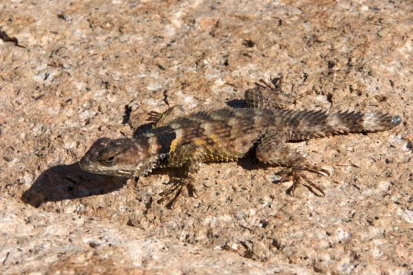 New Mexico Crevice Spiny Lizard (Sceloporus poinsettii poinsettii)