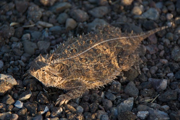 Texas Horned Lizard (Phrynosoma cornutum)