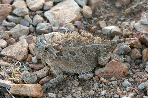 Texas Horned Lizard (Phrynosoma cornutum)