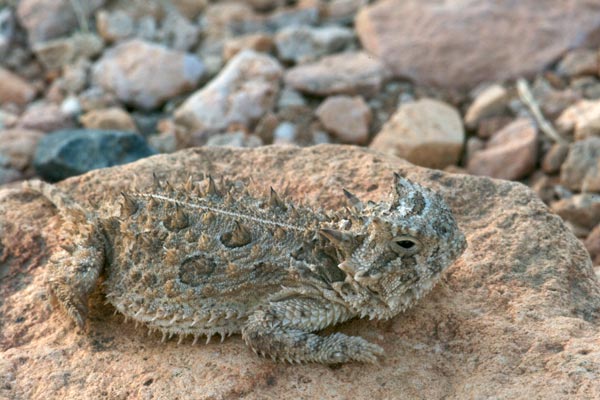 Texas Horned Lizard (Phrynosoma cornutum)