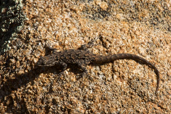 Schott’s Tree Lizard (Urosaurus ornatus schottii)