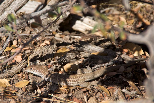 Chihuahuan Spotted Whiptail (Aspidoscelis exsanguis)