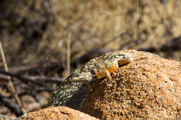 New Mexico Crevice Spiny Lizard (Sceloporus poinsettii poinsettii)