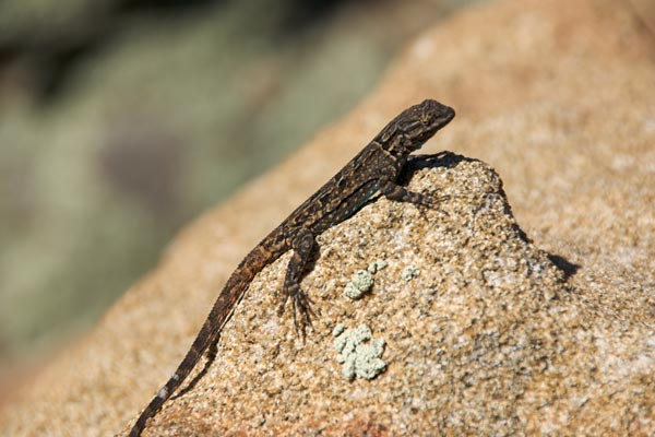 Schott’s Tree Lizard (Urosaurus ornatus schottii)