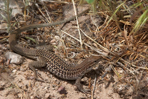 Chihuahuan Spotted Whiptail (Aspidoscelis exsanguis)