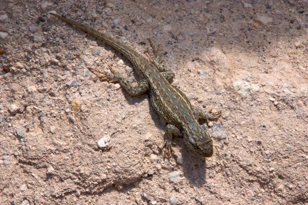 Plateau Lizard (Sceloporus tristichus)