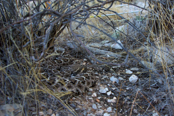 Western Diamond-backed Rattlesnake (Crotalus atrox)