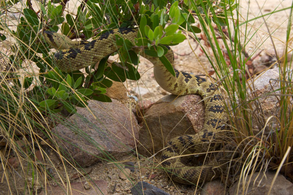 Western Black-tailed Rattlesnake (Crotalus molossus)