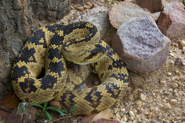 Western Black-tailed Rattlesnake (Crotalus molossus)