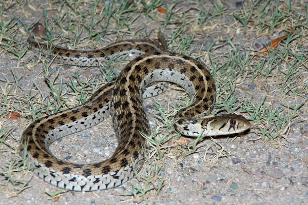 Marcy’s Checkered Gartersnake (Thamnophis marcianus marcianus)