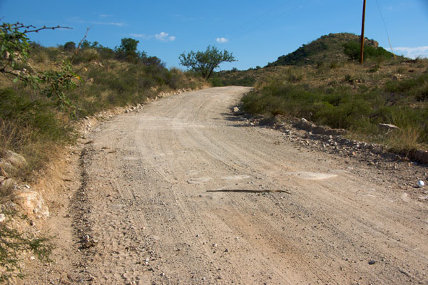 Sonoran Gopher Snake (Pituophis catenifer affinis)