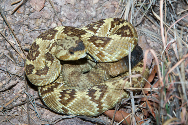 Western Black-tailed Rattlesnake (Crotalus molossus)