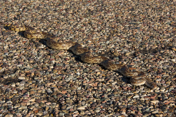 Sonoran Gopher Snake (Pituophis catenifer affinis)