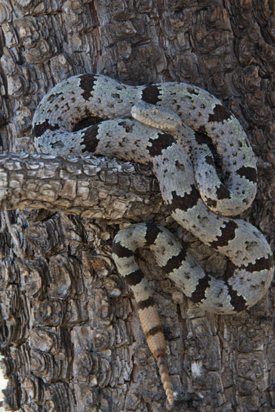 Banded Rock Rattlesnake (Crotalus lepidus klauberi)