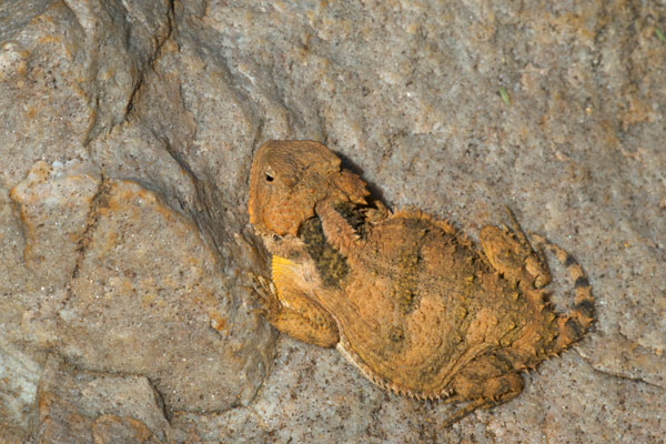 Hernandez’s Short-horned Lizard (Phrynosoma hernandesi hernandesi)