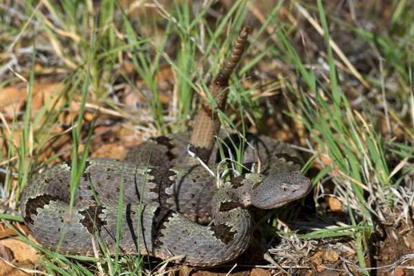 Banded Rock Rattlesnake (Crotalus lepidus klauberi)