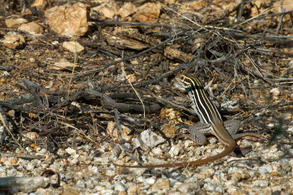 Giant Spotted Whiptail (Aspidoscelis stictogramma)