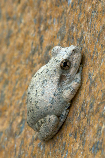 Canyon Treefrog (Hyla arenicolor)