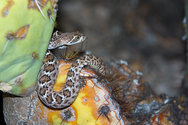 Western Diamond-backed Rattlesnake (Crotalus atrox)