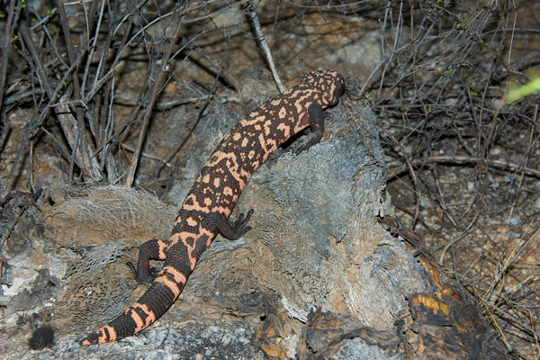 Reticulate Gila Monster (Heloderma suspectum suspectum)