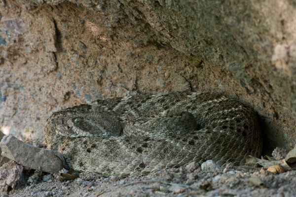 Western Diamond-backed Rattlesnake (Crotalus atrox)