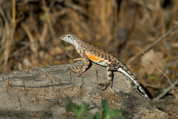 Chihuahuan Greater Earless Lizard (Cophosaurus texanus scitulus)