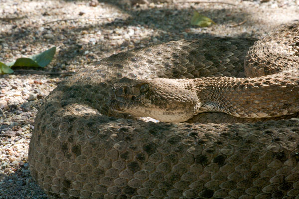 Western Diamond-backed Rattlesnake (Crotalus atrox)