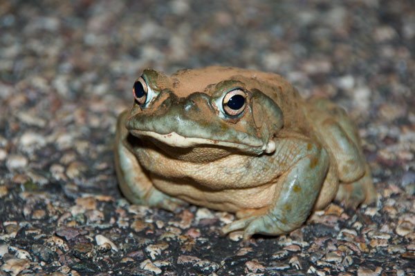 Sonoran Desert Toad (Incilius alvarius)