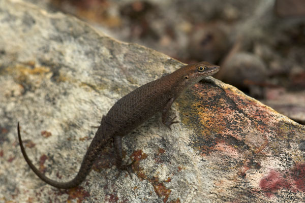 Two-spined Rainbow Skink (Carlia amax)